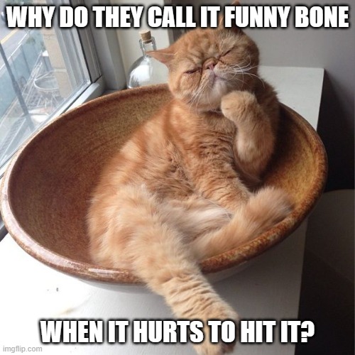 Wondering cat | WHY DO THEY CALL IT FUNNY BONE WHEN IT HURTS TO HIT IT? | image tagged in wondering cat | made w/ Imgflip meme maker