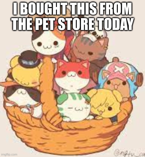 cool pets | I BOUGHT THIS FROM THE PET STORE TODAY | image tagged in one piece | made w/ Imgflip meme maker