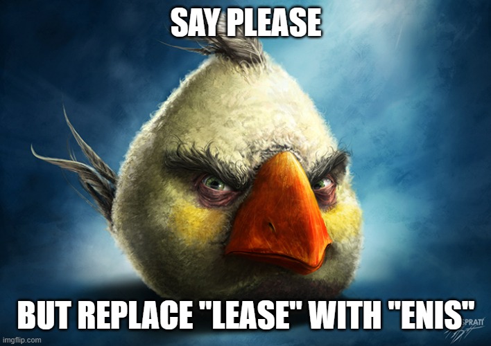 brain dump of memes | SAY PLEASE; BUT REPLACE "LEASE" WITH "ENIS" | image tagged in real white angry bird | made w/ Imgflip meme maker