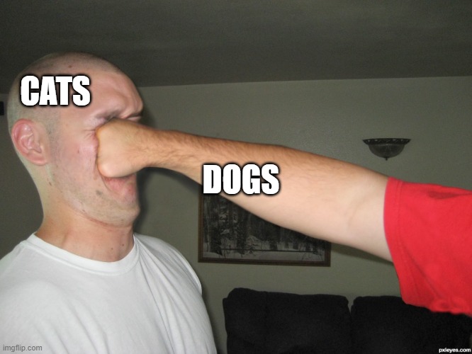 Face punch | CATS DOGS | image tagged in face punch | made w/ Imgflip meme maker