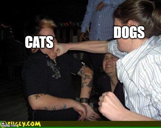 Face punch | DOGS CATS | image tagged in face punch | made w/ Imgflip meme maker
