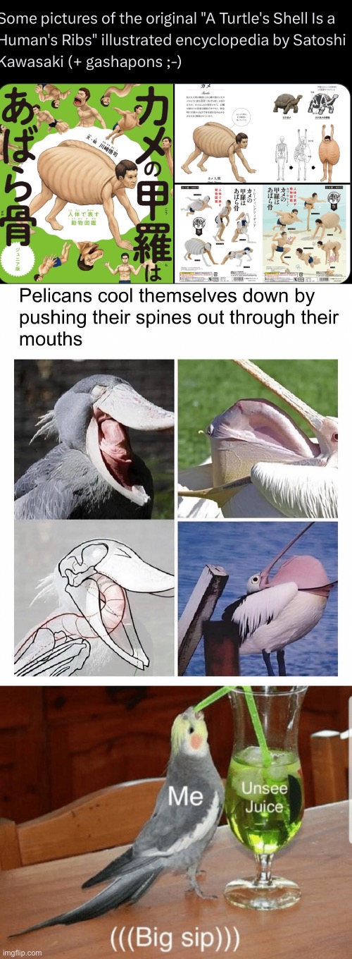 Cursed animals | image tagged in unsee juice,cursed,animals,anatomy,animal,pass the unsee juice my bro | made w/ Imgflip meme maker