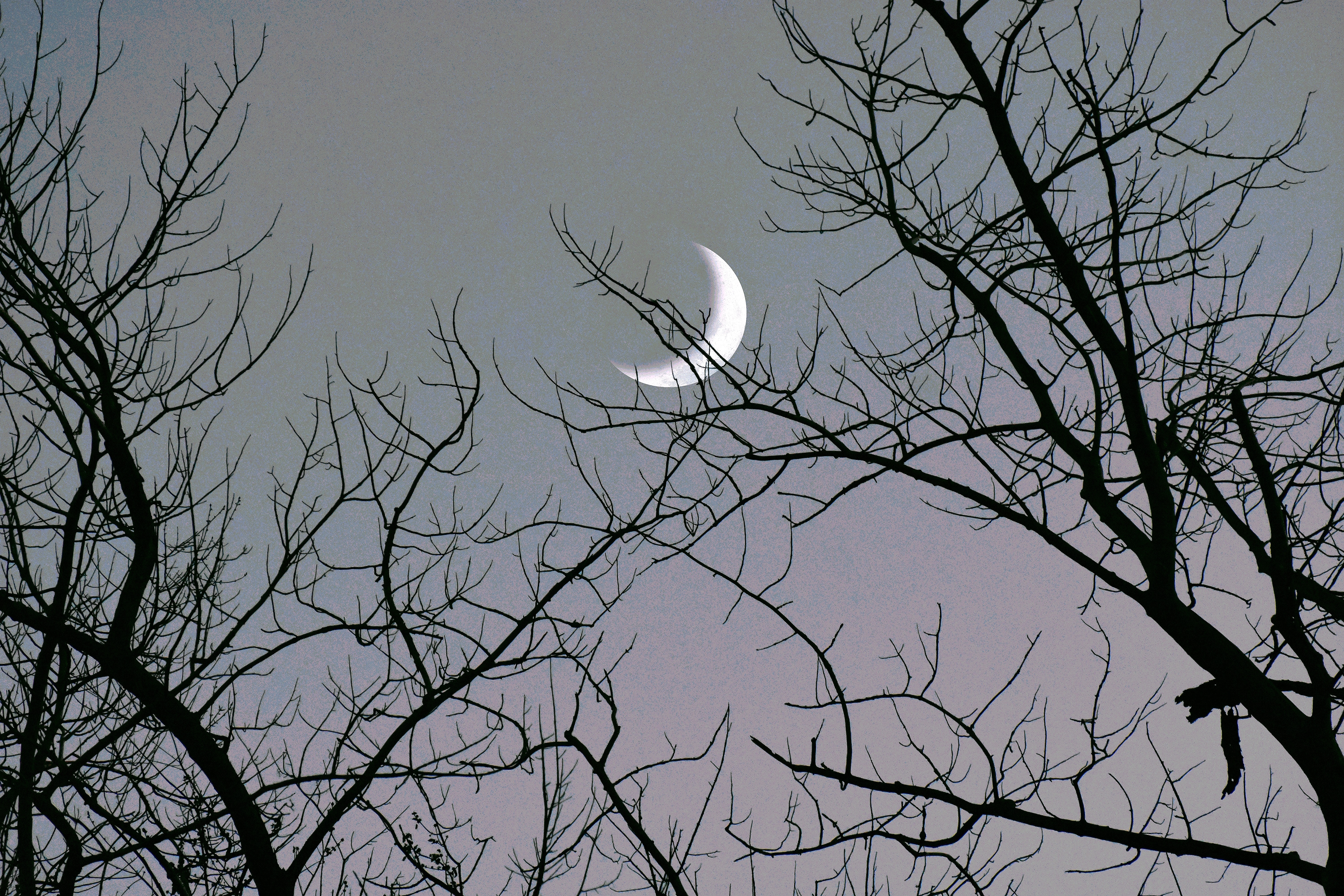 crescent moon through the trees | image tagged in crescent moon through the trees | made w/ Imgflip meme maker