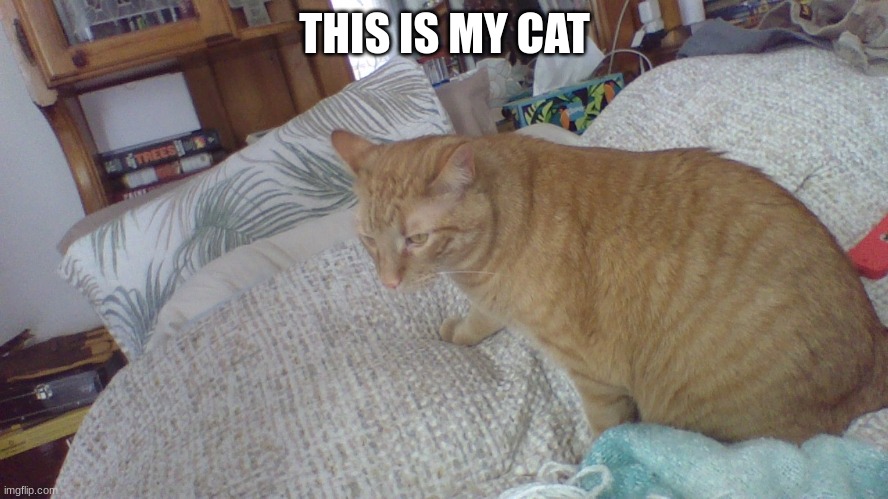 THIS IS MY CAT | image tagged in cats | made w/ Imgflip meme maker