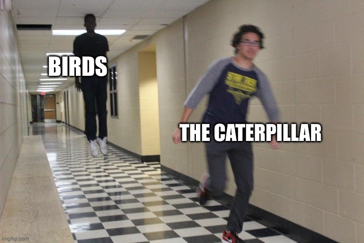floating man | BIRDS THE CATERPILLAR | image tagged in floating man | made w/ Imgflip meme maker