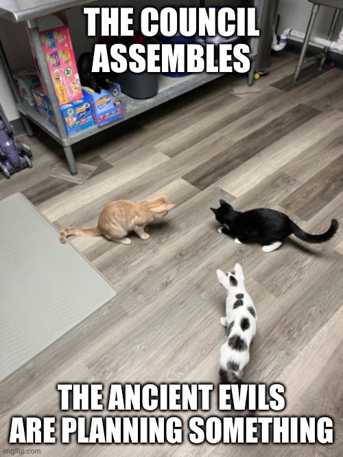 We have days to prepare | THE COUNCIL ASSEMBLES; THE ANCIENT EVILS ARE PLANNING SOMETHING | image tagged in cat,doom | made w/ Imgflip meme maker