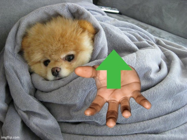 Bundled up Doggo | image tagged in bundled up doggo | made w/ Imgflip meme maker