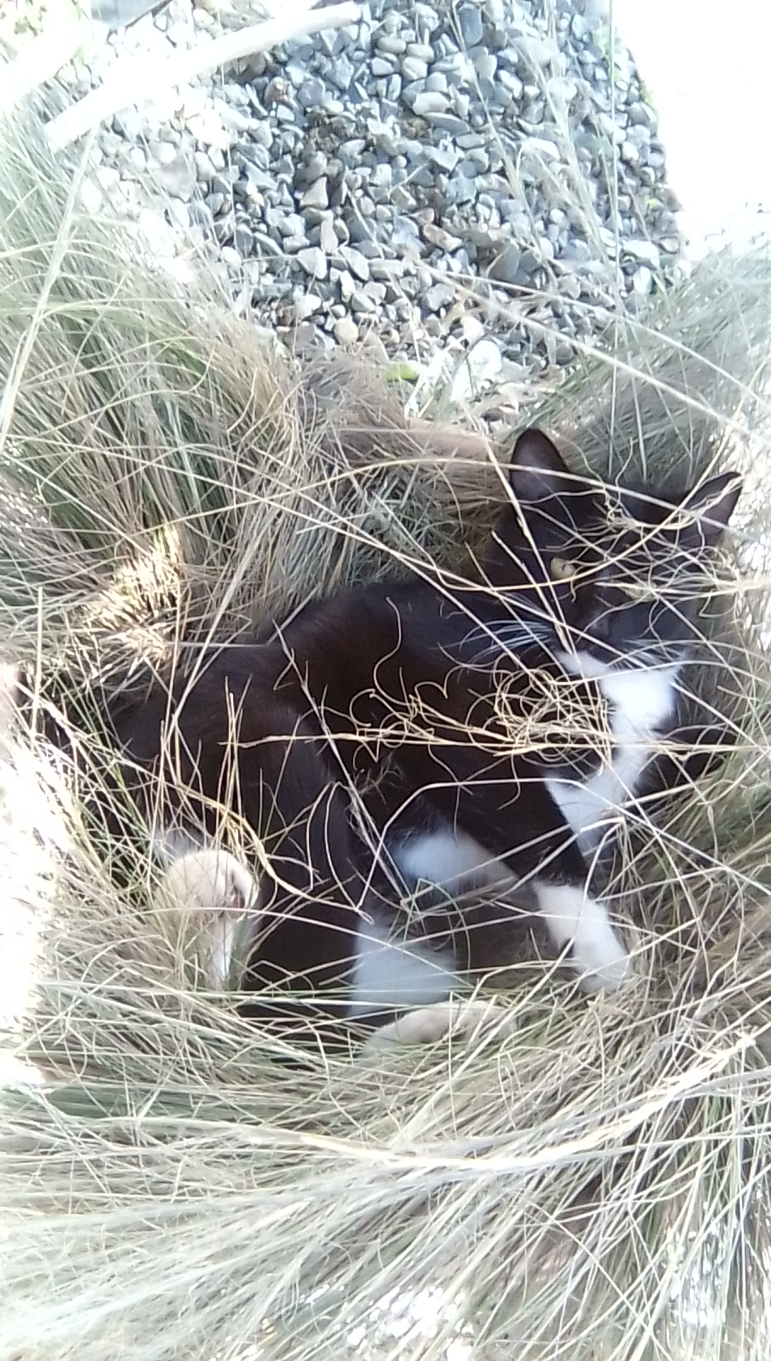 Cat in plant Blank Meme Template