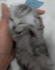 High Quality Kitten Scream Blank Meme Template
