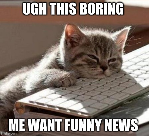 tired cat | UGH THIS BORING; ME WANT FUNNY NEWS | image tagged in tired cat | made w/ Imgflip meme maker