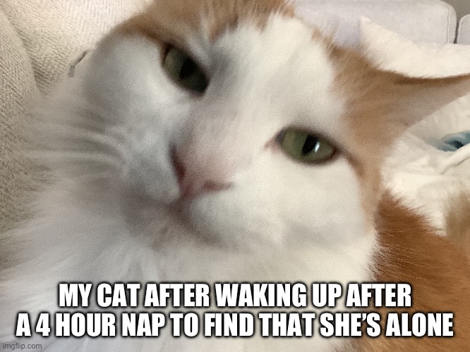 This happened earlier | MY CAT AFTER WAKING UP AFTER A 4 HOUR NAP TO FIND THAT SHE’S ALONE | image tagged in cat,memes | made w/ Imgflip meme maker