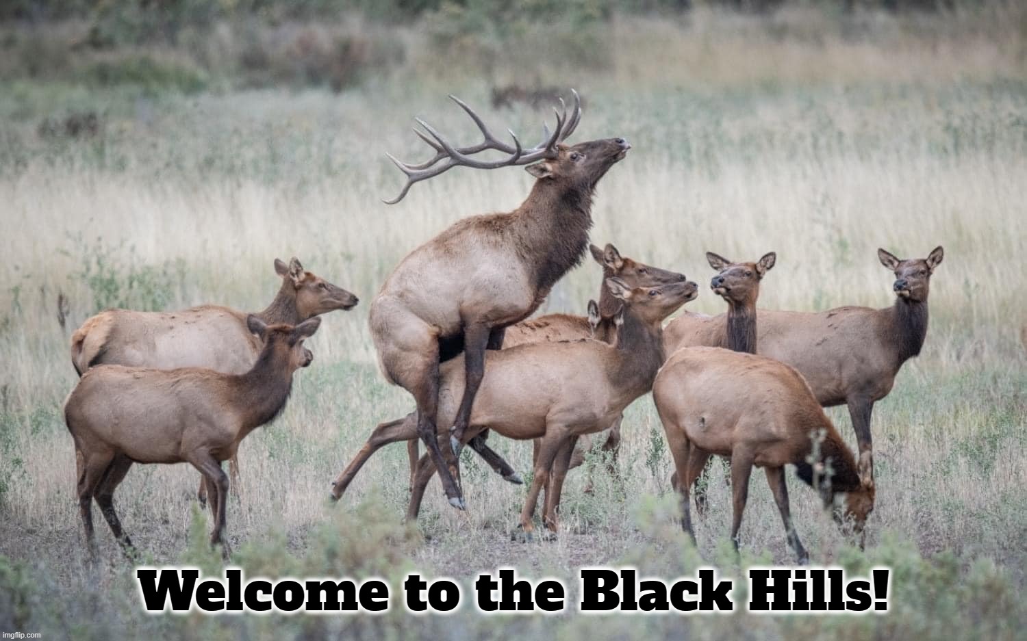 Not all heroes wear capes! | Welcome to the Black Hills! | image tagged in superheroes,heroes,capes,black hills,south dakota,elk | made w/ Imgflip meme maker