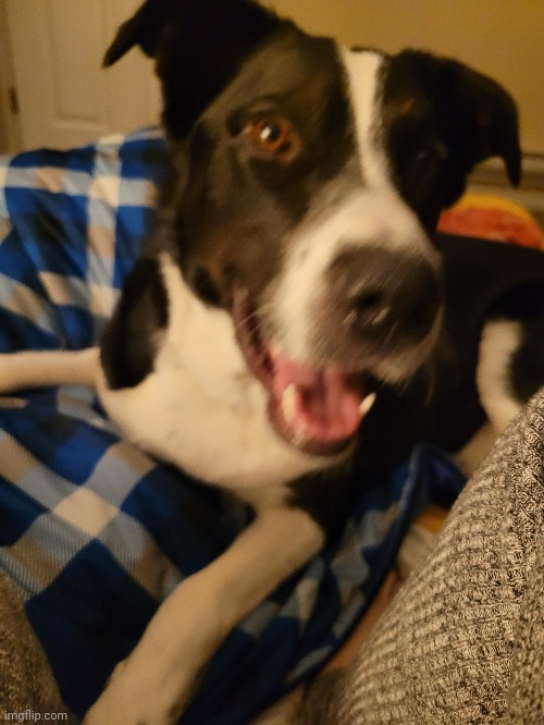 dawg | made w/ Imgflip meme maker