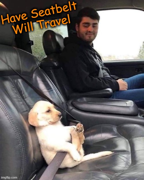 Cute Pic of the Day | Have Seatbelt
Will Travel | image tagged in fun,seatbelt,psa,stay safe,roll safe think about it | made w/ Imgflip meme maker
