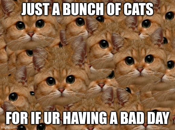 Cats | JUST A BUNCH OF CATS; FOR IF UR HAVING A BAD DAY | image tagged in cats | made w/ Imgflip meme maker