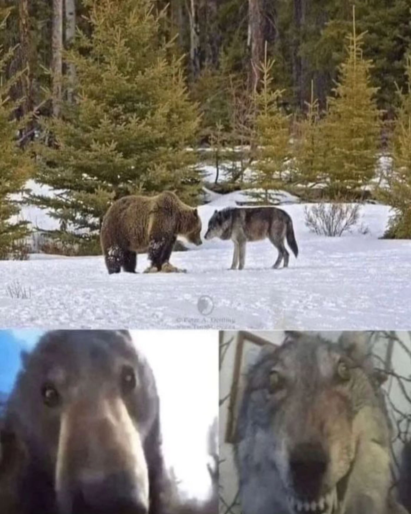 High Quality Bear and Wolf Blank Meme Template