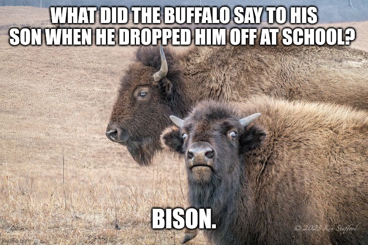 Bison | WHAT DID THE BUFFALO SAY TO HIS SON WHEN HE DROPPED HIM OFF AT SCHOOL? BISON. | image tagged in young bison stare,dad joke,funny,humor,funny animal meme | made w/ Imgflip meme maker