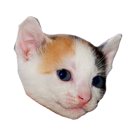 Calico face Blank Template - Imgflip