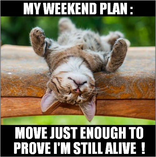 Lazing On A Sunny Afternoon ... | MY WEEKEND PLAN :; MOVE JUST ENOUGH TO PROVE I'M STILL ALIVE  ! | image tagged in cats,lazy,weekend,song lyrics | made w/ Imgflip meme maker