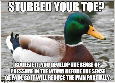 Actual Advice Mallard Meme | STUBBED YOUR TOE?  SQUEEZE IT. YOU DEVELOP THE SENSE OF PRESSURE IN THE WOMB BEFORE THE SENSE OF PAIN, SO IT WILL REDUCE THE PAIN PARTIALLY. | image tagged in memes,actual advice mallard | made w/ Imgflip meme maker