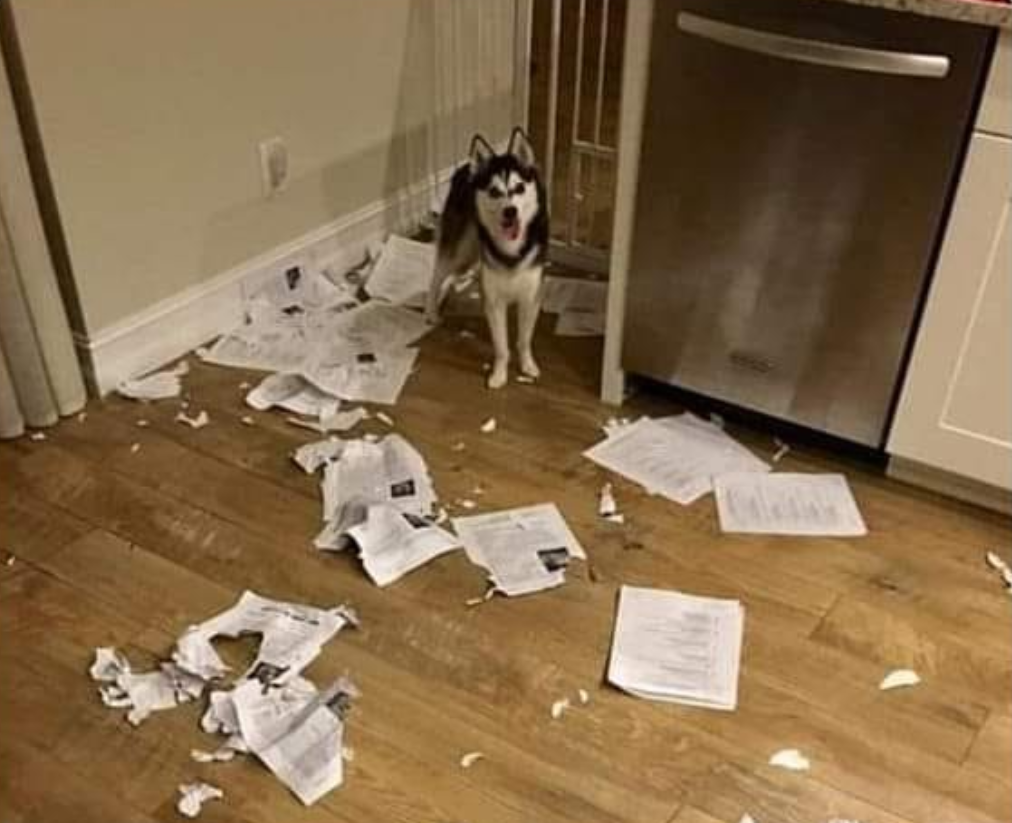 High Quality Husky ate homeworks Blank Meme Template