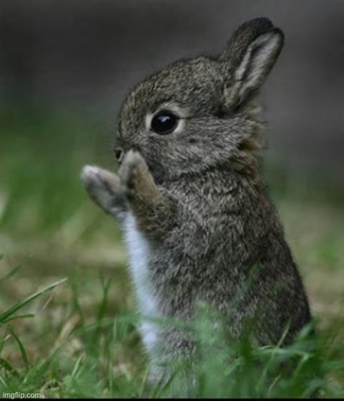 Cute Bunny | image tagged in cute bunny | made w/ Imgflip meme maker