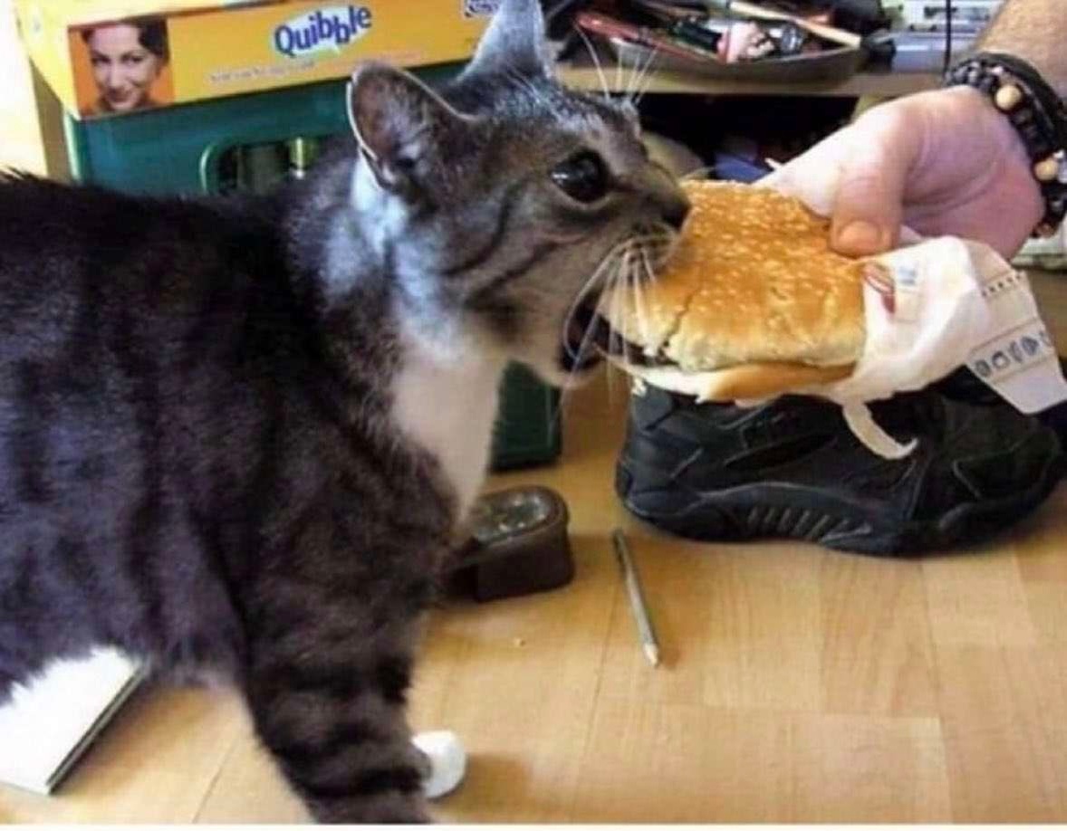 High Quality Cat burger Blank Meme Template