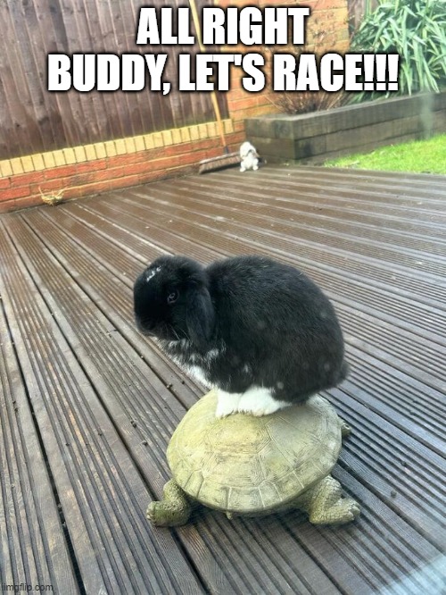 And the Hare... | ALL RIGHT BUDDY, LET'S RACE!!! | image tagged in bunnies | made w/ Imgflip meme maker