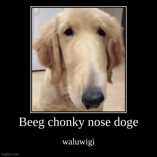 Beeg chonky nose doge | waluwigi | image tagged in funny,demotivationals | made w/ Imgflip demotivational maker