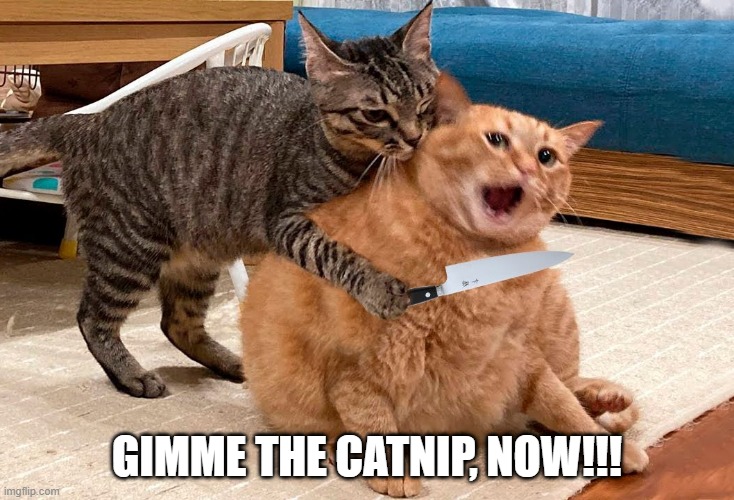 Cat Mugging | GIMME THE CATNIP, NOW!!! | image tagged in cats | made w/ Imgflip meme maker