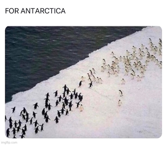 FOR THE SOUTH POLE!! | image tagged in memes,penguin,funny,repost | made w/ Imgflip meme maker