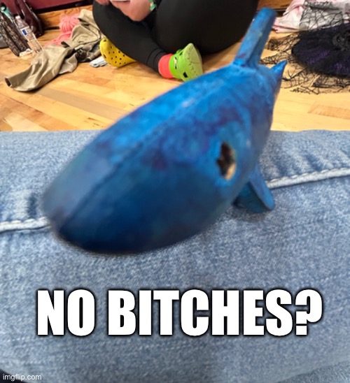 Shark no bitches | NO BITCHES? | image tagged in shark,no bitches | made w/ Imgflip meme maker