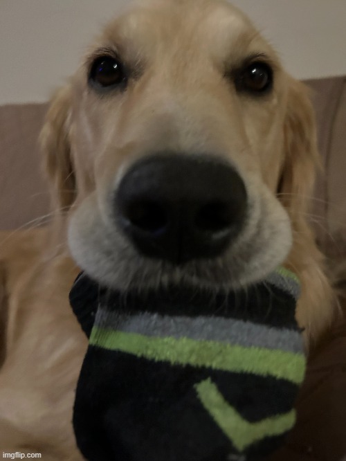 return of the goober (sock jumpscare) | image tagged in dogs,sock,goober | made w/ Imgflip meme maker
