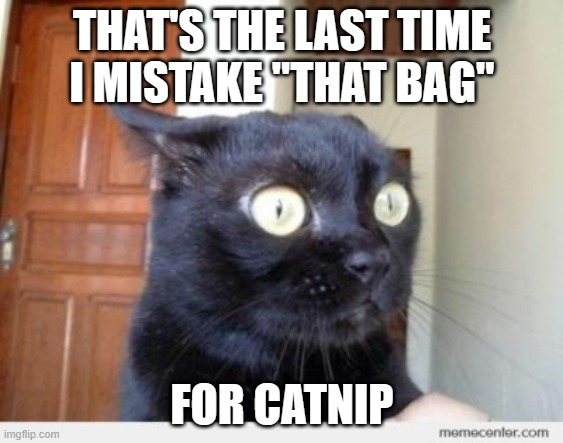 Scared Cat | THAT'S THE LAST TIME
I MISTAKE "THAT BAG"; FOR CATNIP | image tagged in scared cat | made w/ Imgflip meme maker