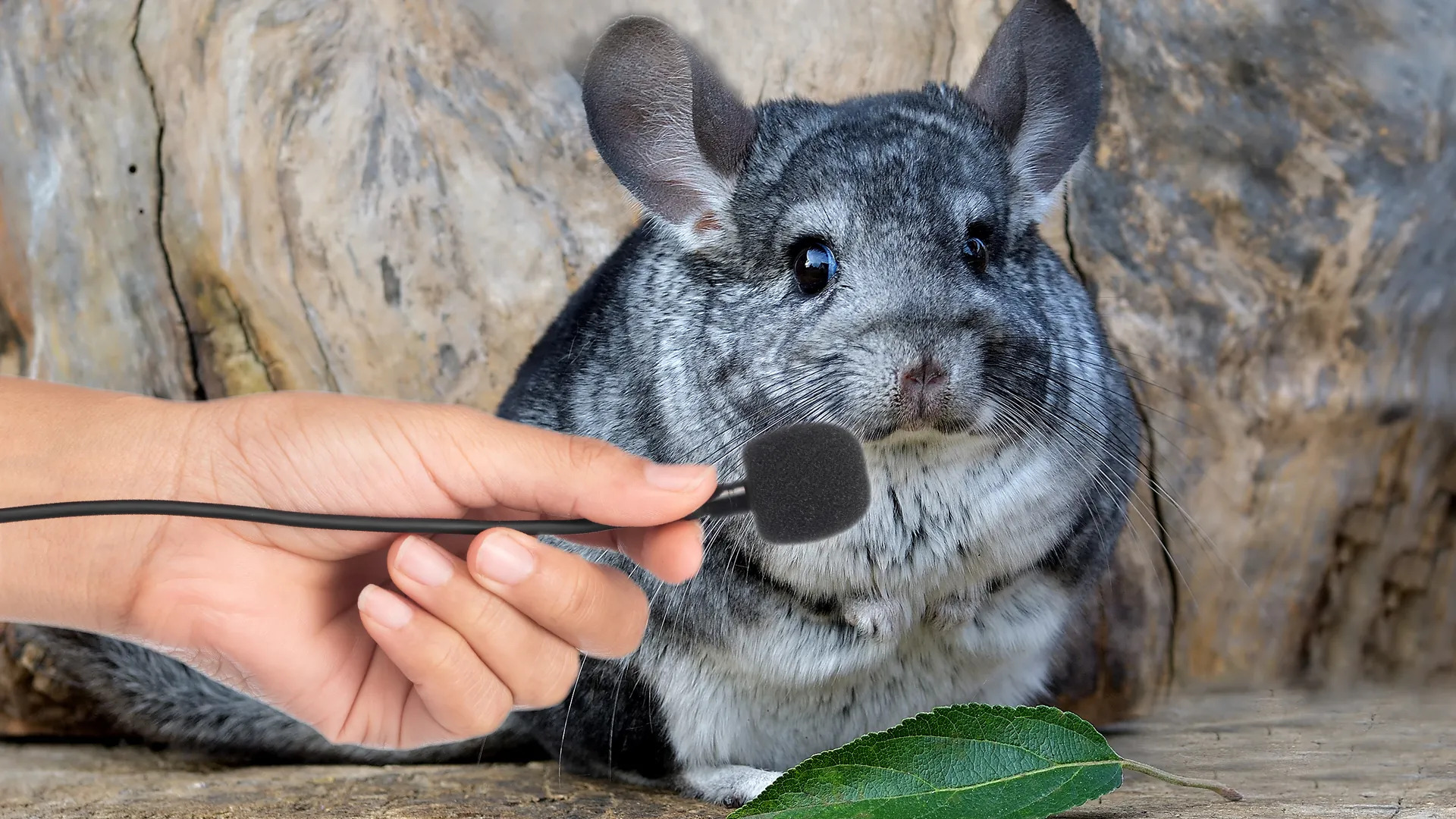 Chinchilla Microphone Blank Meme Template