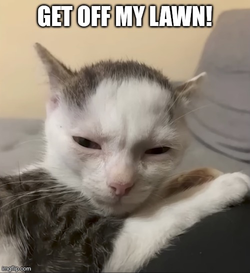 GET OFF MY LAWN! | image tagged in cats,get off my lawn,grumpy cat,memes,pets,funny | made w/ Imgflip meme maker