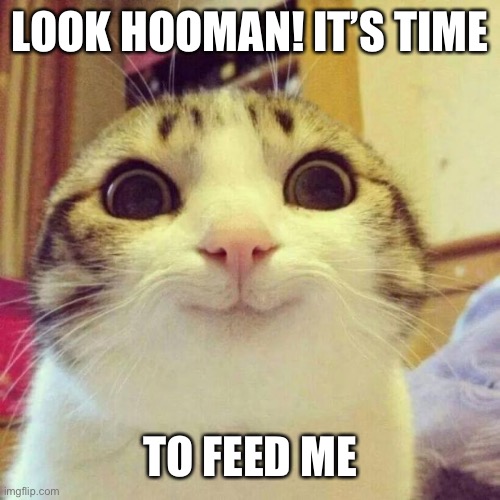 Smiling Cat Meme | LOOK HOOMAN! IT’S TIME TO FEED ME | image tagged in memes,smiling cat | made w/ Imgflip meme maker