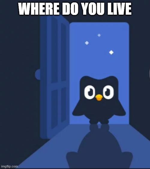 Duolingo bird | WHERE DO YOU LIVE | image tagged in duolingo bird | made w/ Imgflip meme maker