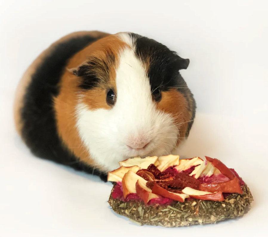 High Quality guinea pig pizza Blank Meme Template