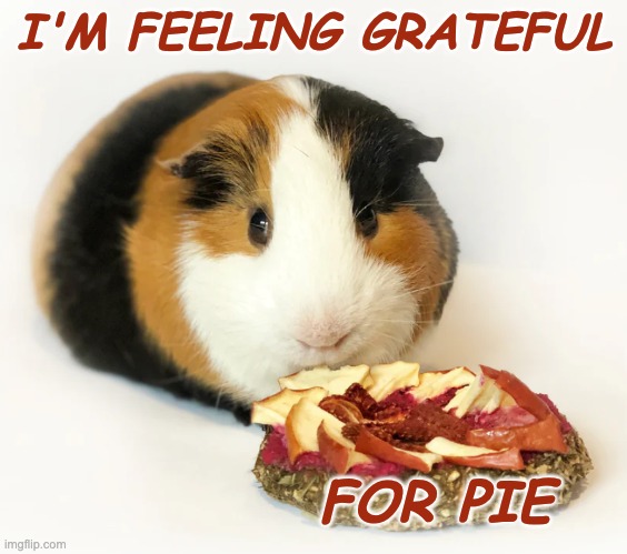 This Thanksgiving, and ALWAYS | I'M FEELING GRATEFUL; FOR PIE | image tagged in guinea pig pizza,guinea pig,rodent,cute,pie,holidays | made w/ Imgflip meme maker