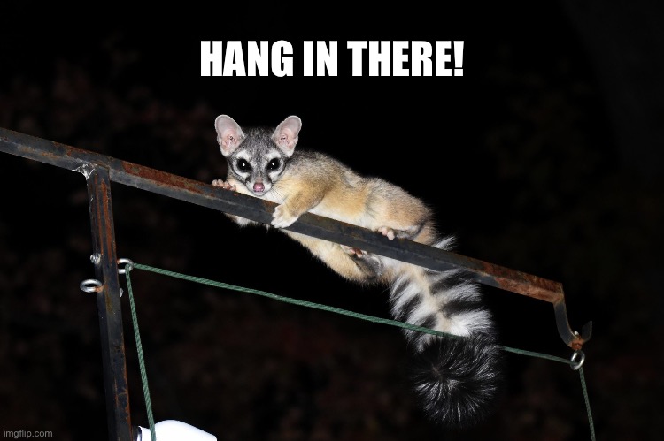 HANG IN THERE! | image tagged in hang in there,cute animals,animal meme,funny animal meme,funny animals,animals | made w/ Imgflip meme maker