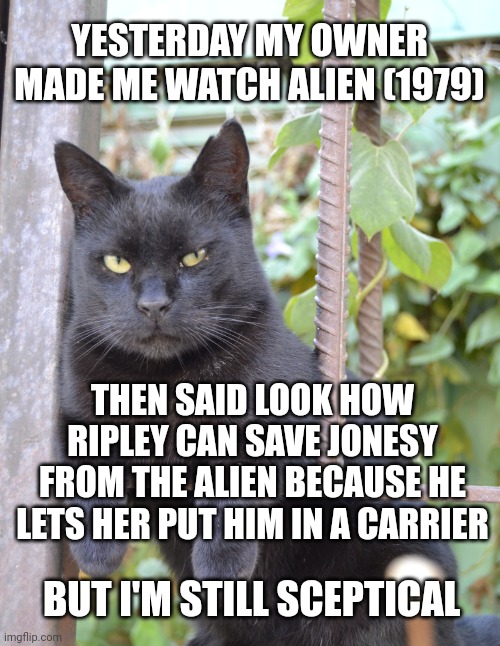 Sceptic Cat | YESTERDAY MY OWNER MADE ME WATCH ALIEN (1979); THEN SAID LOOK HOW RIPLEY CAN SAVE JONESY FROM THE ALIEN BECAUSE HE LETS HER PUT HIM IN A CARRIER; BUT I'M STILL SCEPTICAL | image tagged in sceptic cat | made w/ Imgflip meme maker