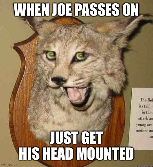 Bad Taxidermy Cat | WHEN JOE PASSES ON JUST GET HIS HEAD MOUNTED | image tagged in bad taxidermy cat | made w/ Imgflip meme maker