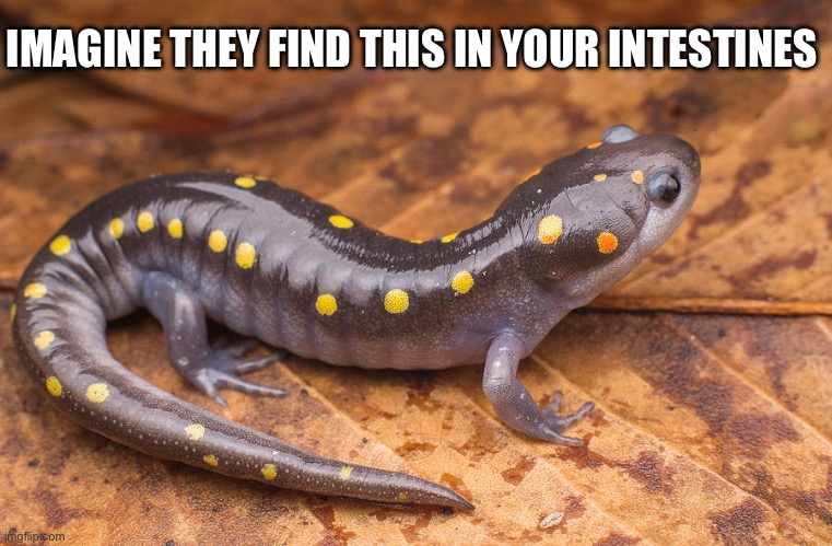 Just Imagine | IMAGINE THEY FIND THIS IN YOUR INTESTINES | image tagged in dark humor,dark humour,amphibian,imagination,shitpost,too dank | made w/ Imgflip meme maker