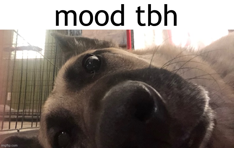 mood tbh | made w/ Imgflip meme maker