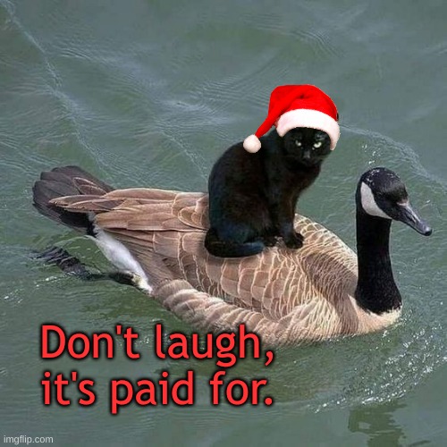 Cat on Goose | Don't laugh,
it's paid for. | image tagged in black cat riding on a goose | made w/ Imgflip meme maker