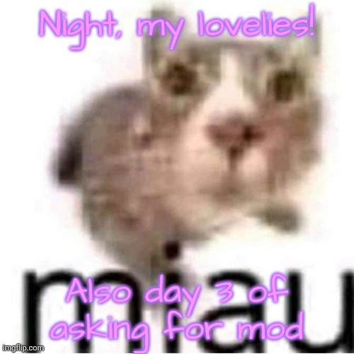 miau | Night, my lovelies! Also day 3 of asking for mod | image tagged in miau | made w/ Imgflip meme maker