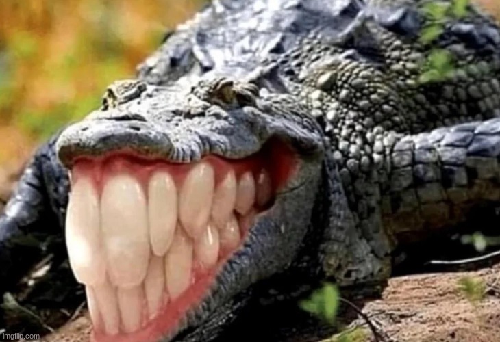 sorry if this is a repost | image tagged in alligator with human teeth | made w/ Imgflip meme maker