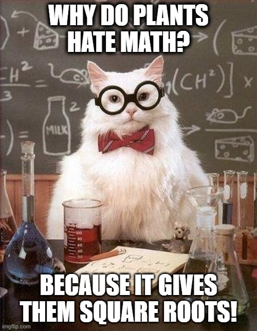 Chemistry Cat | WHY DO PLANTS HATE MATH? BECAUSE IT GIVES THEM SQUARE ROOTS! | image tagged in chemistry cat | made w/ Imgflip meme maker