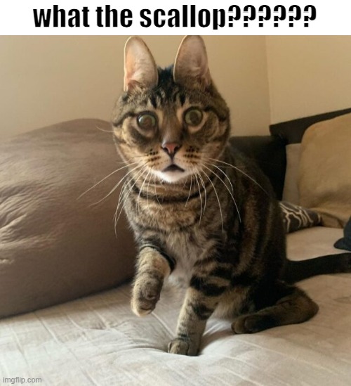 what the scallop?????? | what the scallop?????? | image tagged in cat,cats | made w/ Imgflip meme maker